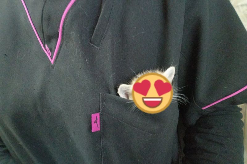 日本一間獸醫院員工制服口袋裡出現「口袋怪獸」。 圖／推特帳號Spaykitaq