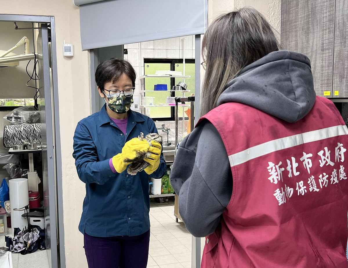 動保處將受傷領角鴞送台灣猛禽研究會治療。 圖：新北市動保處提供