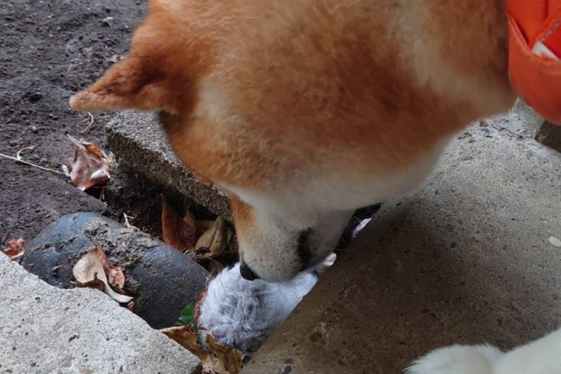 柴犬草叢中發現虛弱倉鼠，堅持原地不走：，「主人快救牠！」 圖／Twitter：MishLichia