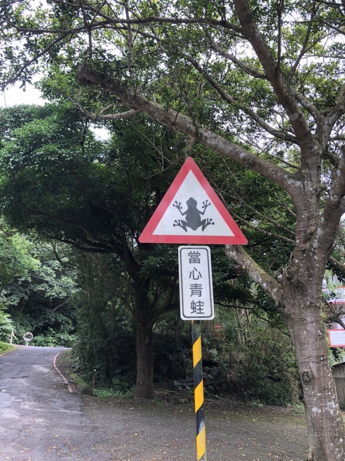 三峽區115鄉道則設立了「當心青蛙」。 圖：新北市交通局提供