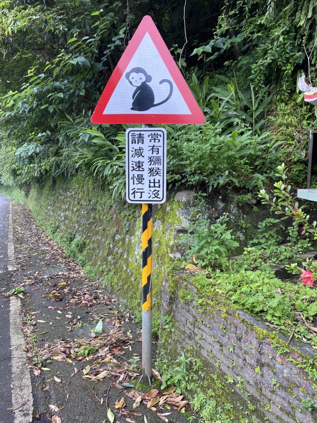 石碇山區設置了「當心獼猴」。 圖：新北市交通局提供