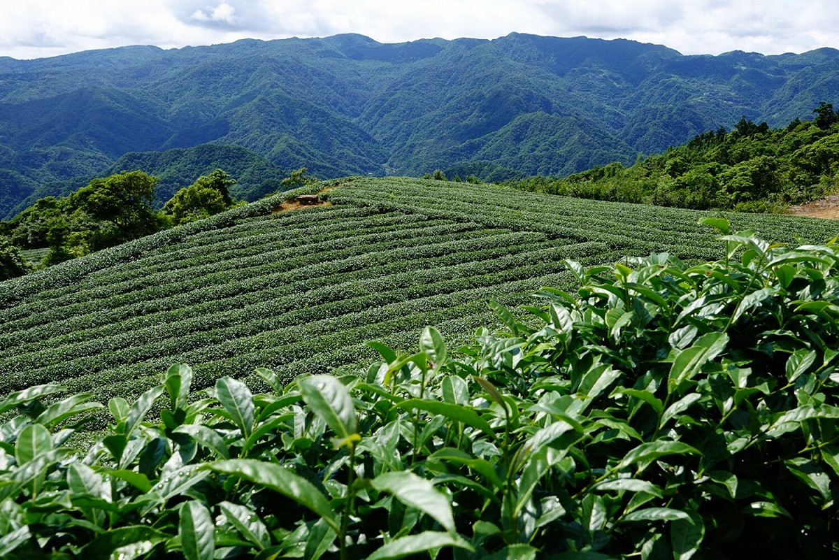 坪林茶園空景照。 圖：新北市農業局提供