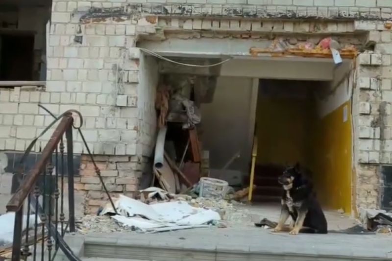 ▲俄烏戰爭家園被毀，忠犬仍堅守大門不離開：「主人還沒回來」。 （圖／Instagram：zoopatrul.ua）