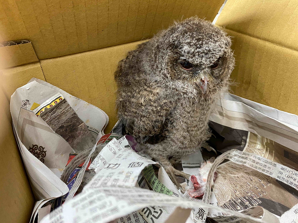民眾通報救援的領角鴞學飛幼鳥。 圖：新北市動保處提供