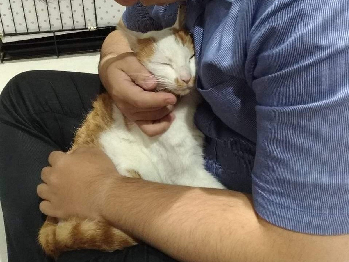 貓咪與飼主親密擁抱。 圖：新北市動保處提供