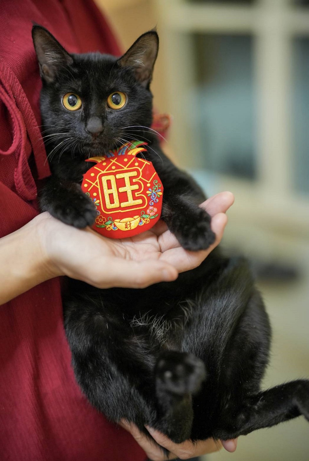 抱貓時應確實托住貓咪屁股及後腿。 圖：新北市動保處提供
