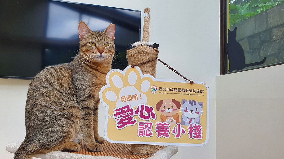 猴硐貓公所籌備處，可以領養貓咪喔！ 圖：新北市動保處提供