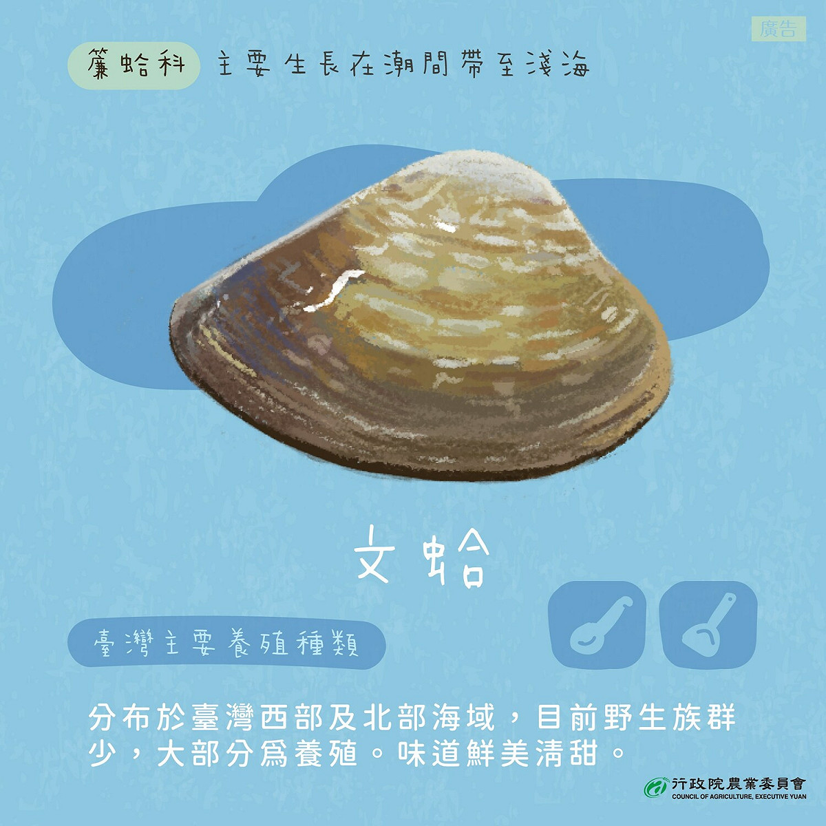 文蛤介紹。 圖：擷取自農委會臉書