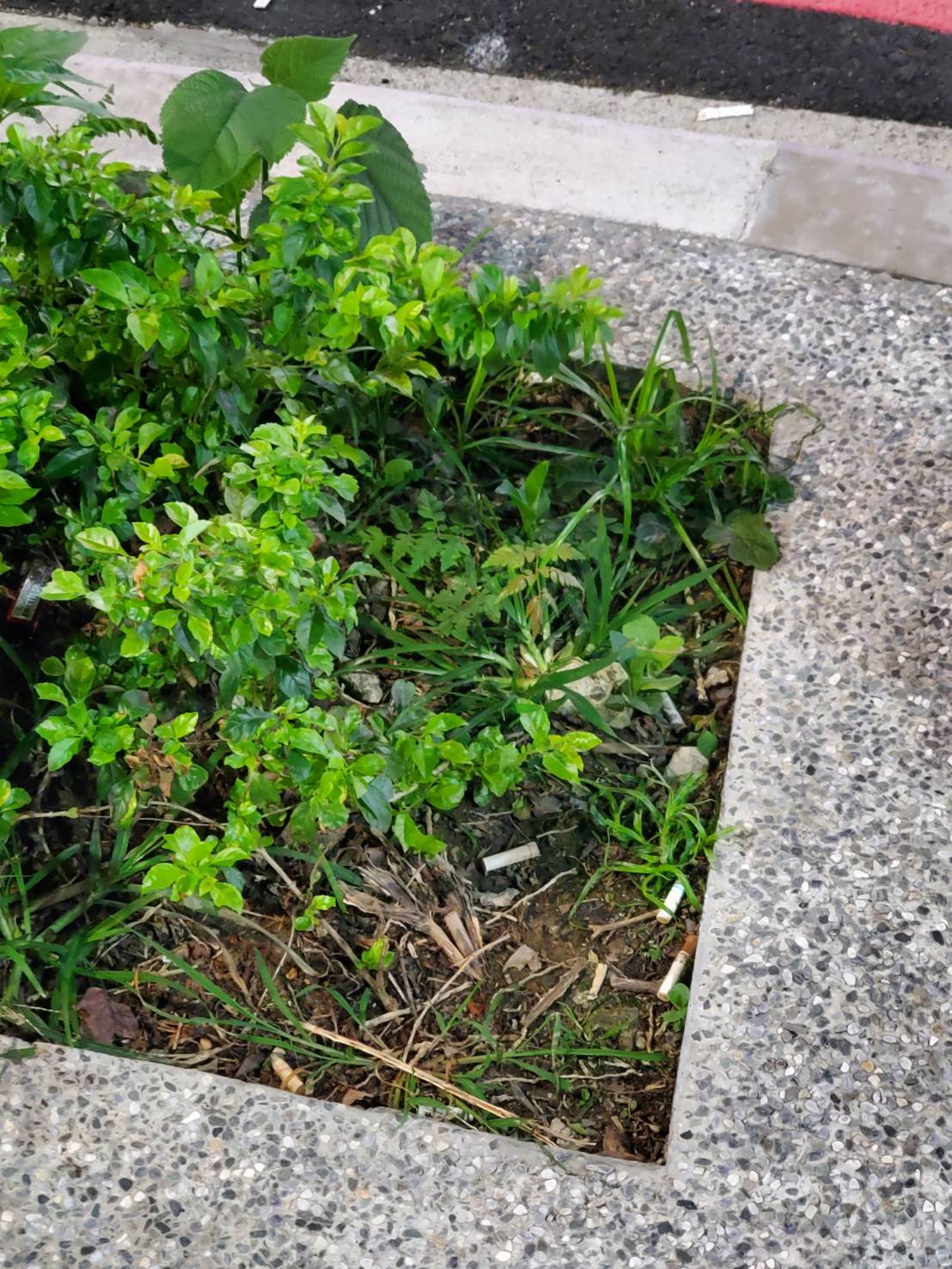 路邊花圃中亂丟的菸蒂，菸蒂內含危害物質，亂丟棄將對環境造成汙染。