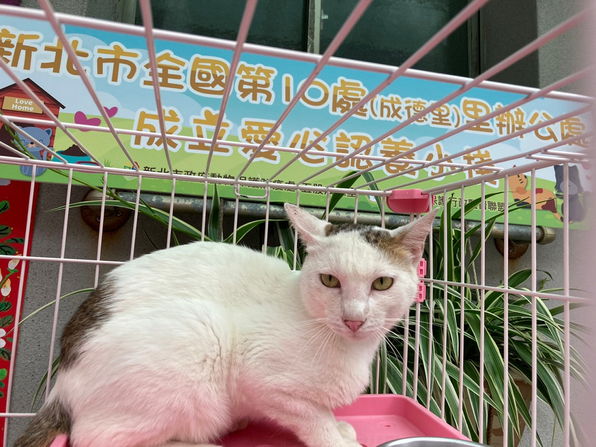成德里辦公處認養小棧待認養小白貓，希望愛心民眾帶牠走。 圖：新北市動保處提供