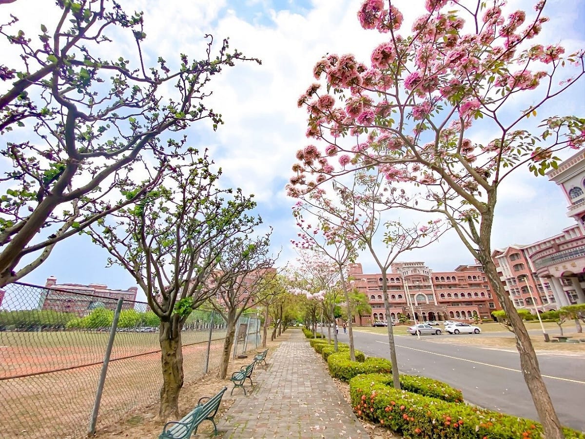 台灣首府大學今年洋紅楓鈴木盛開，美不勝收，但學校面臨少子化衝擊，教育部證實校方因財政困難，將被列為專輔學校。 圖：擷取自台灣首府大學官網。