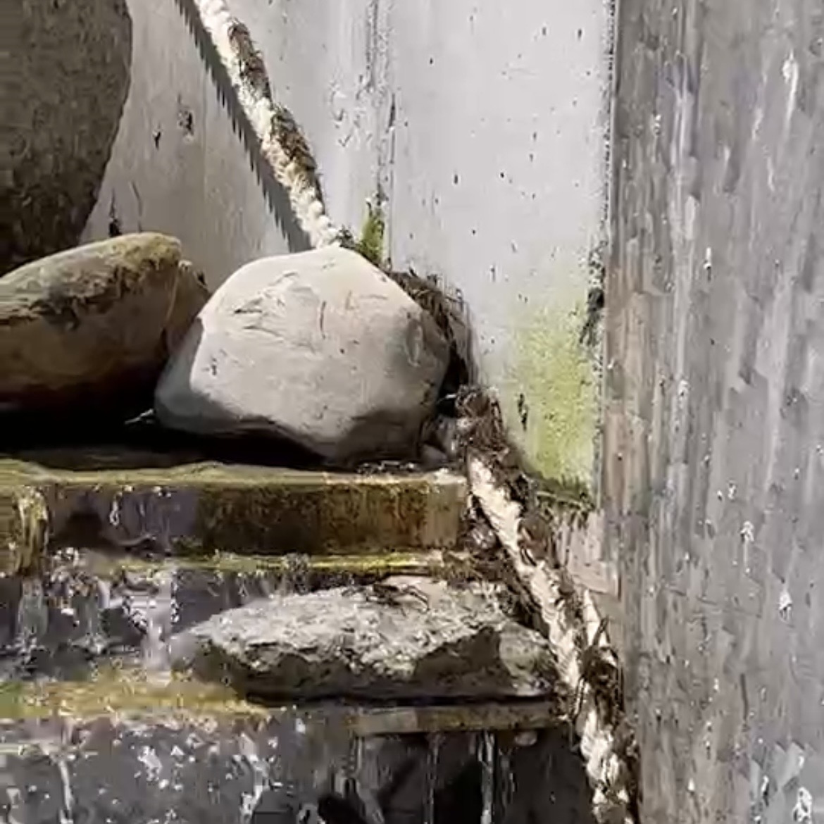 一條麻繩打通毛蟹回家的路。