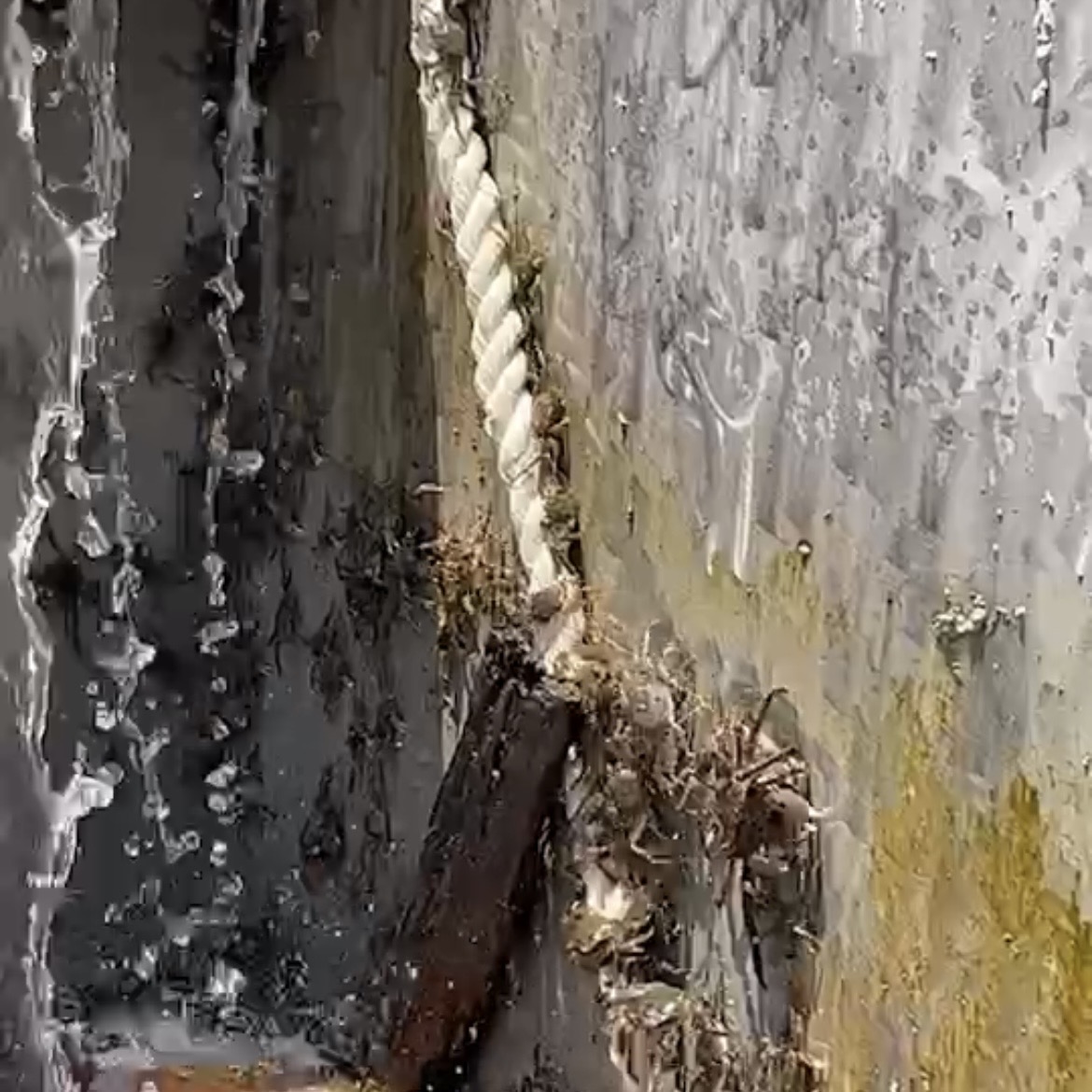 毛蟹朔游而上。