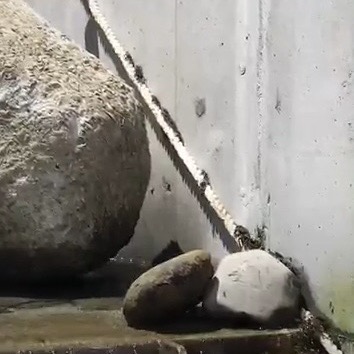 提供小毛蟹回家的攀爬通道。