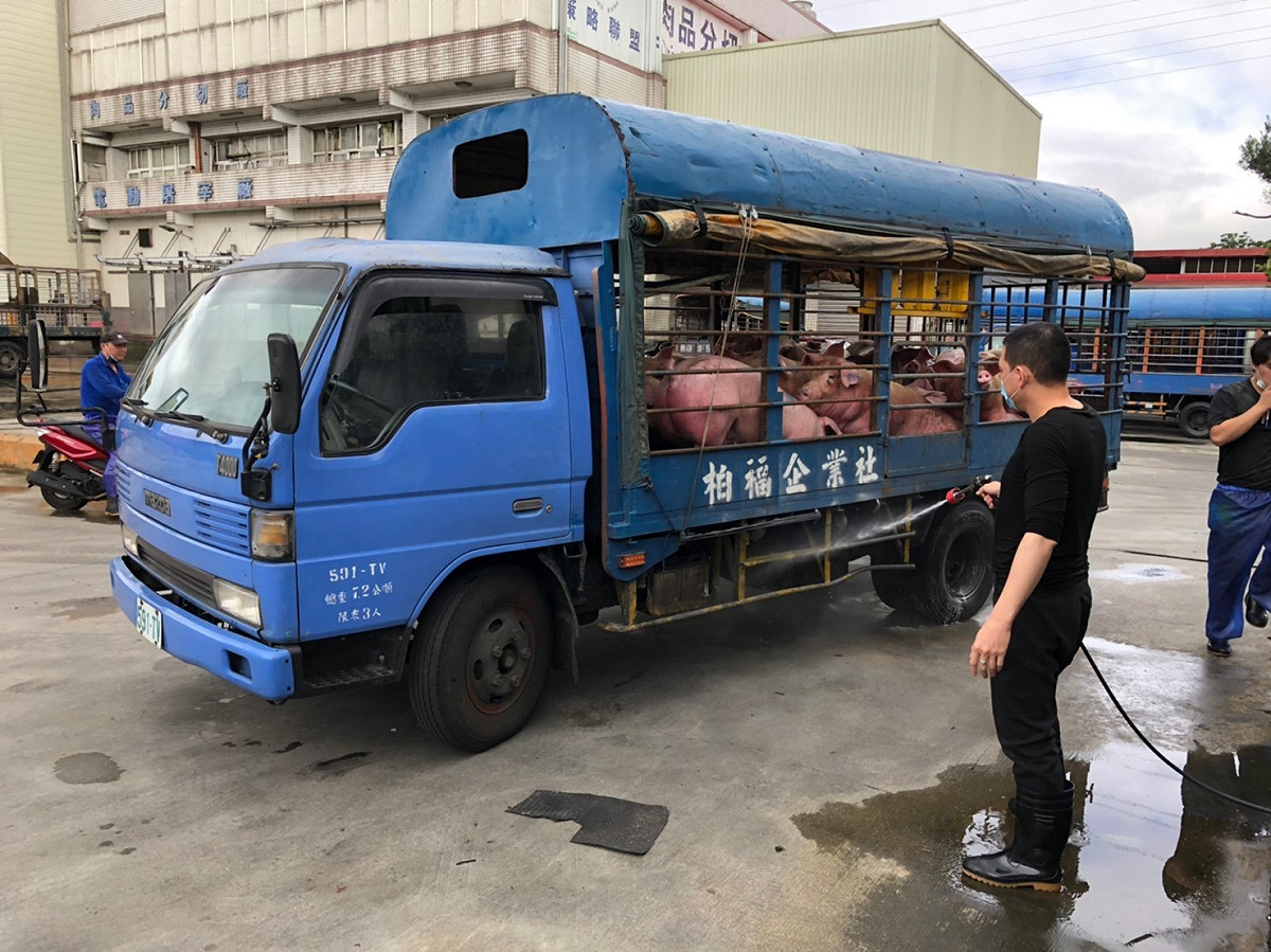 運豬車司機依規定須完成車輛清潔消毒工作路。 圖：新北市動保處提供