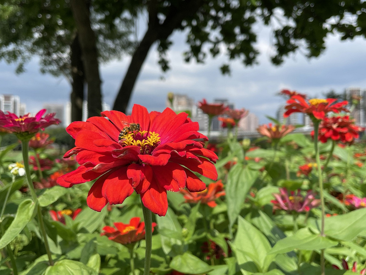 蜜蜂來花海採蜜。