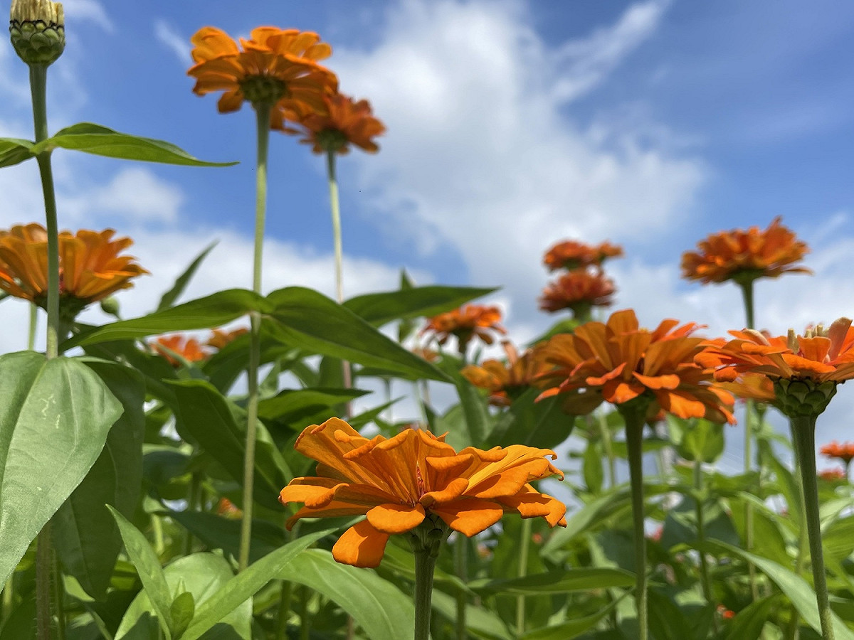花朵爭先搶美。