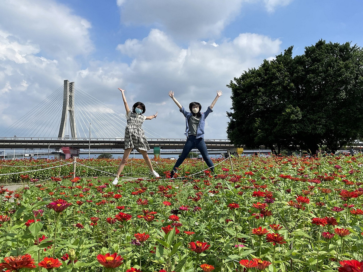 百日草花海盛開幸福水漾公園。