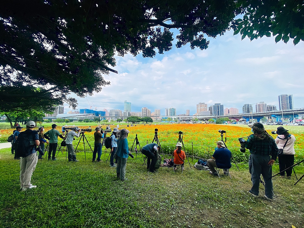 黃頭扇尾鶯與褐頭鷦鶯來訪幸福水漾公園百日草花海，吸引許多攝影愛好者前來取景。