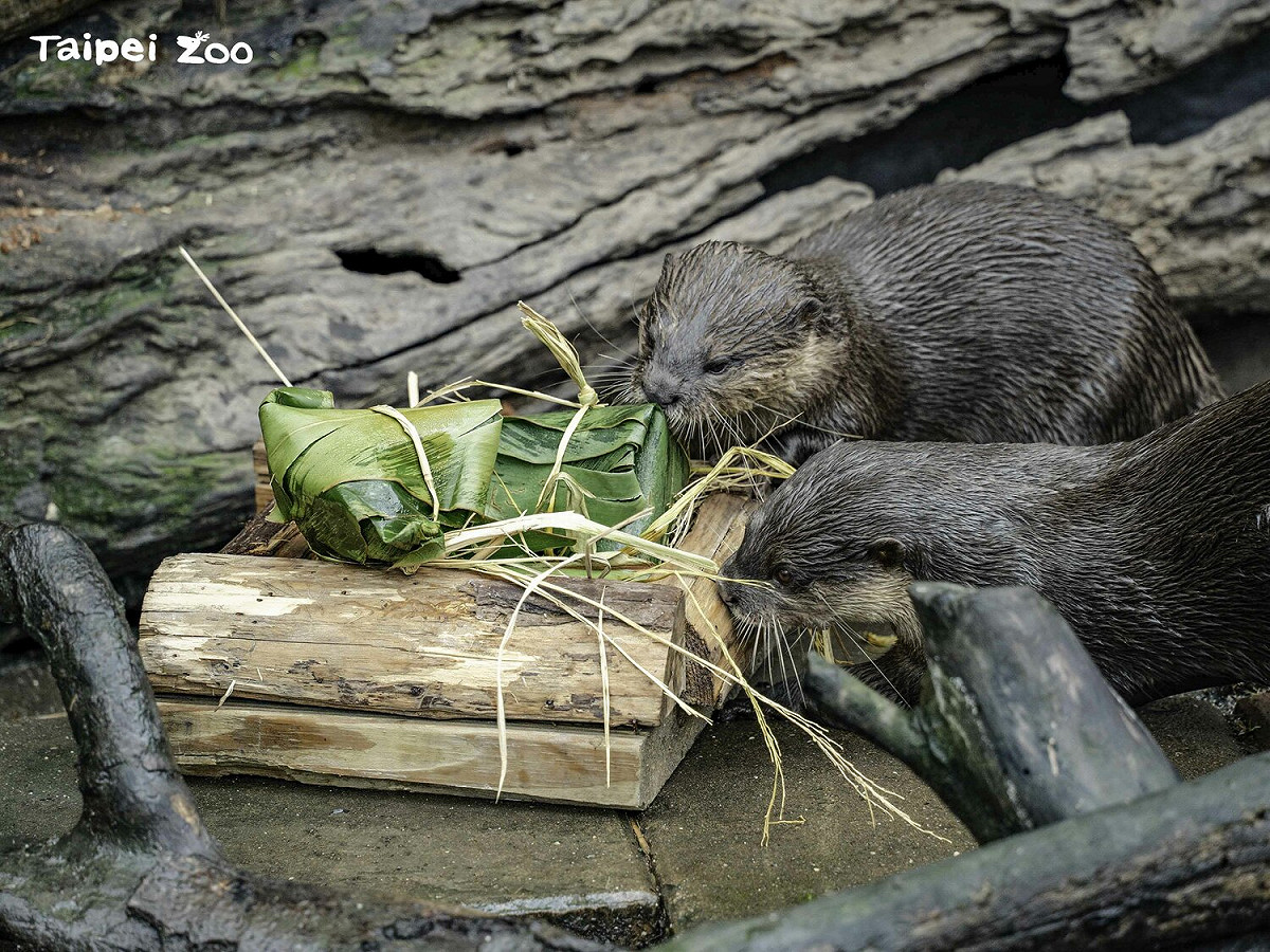 為慶祝端午節，台北市立動物圓將於6/3上午11點，準備冰粽給動物們享用（圖為小爪水獺）。 圖：台北市立動物園／提供