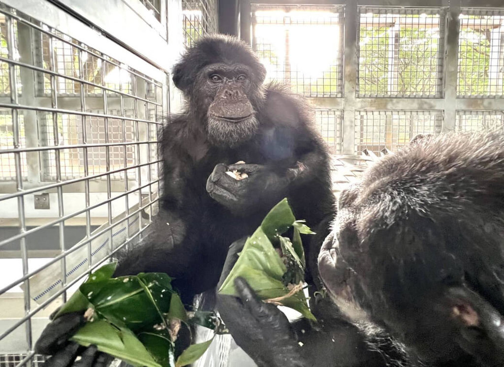 壽山動物園飄粽香 替黑猩猩慶生、大象獅子同慶端午