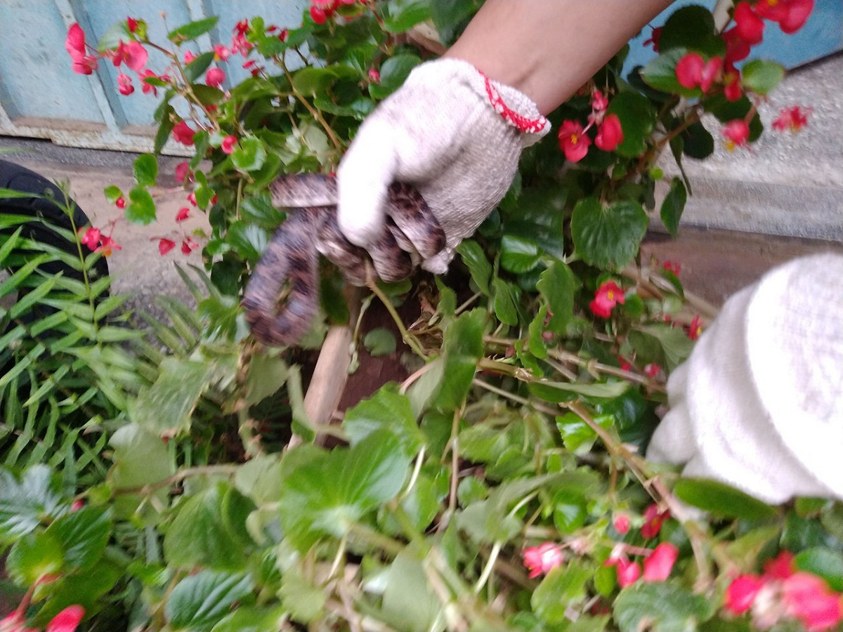 新北市動保處呼籲民眾不要輕易嘗試自行捉蛇。 圖：新北市動保處提供