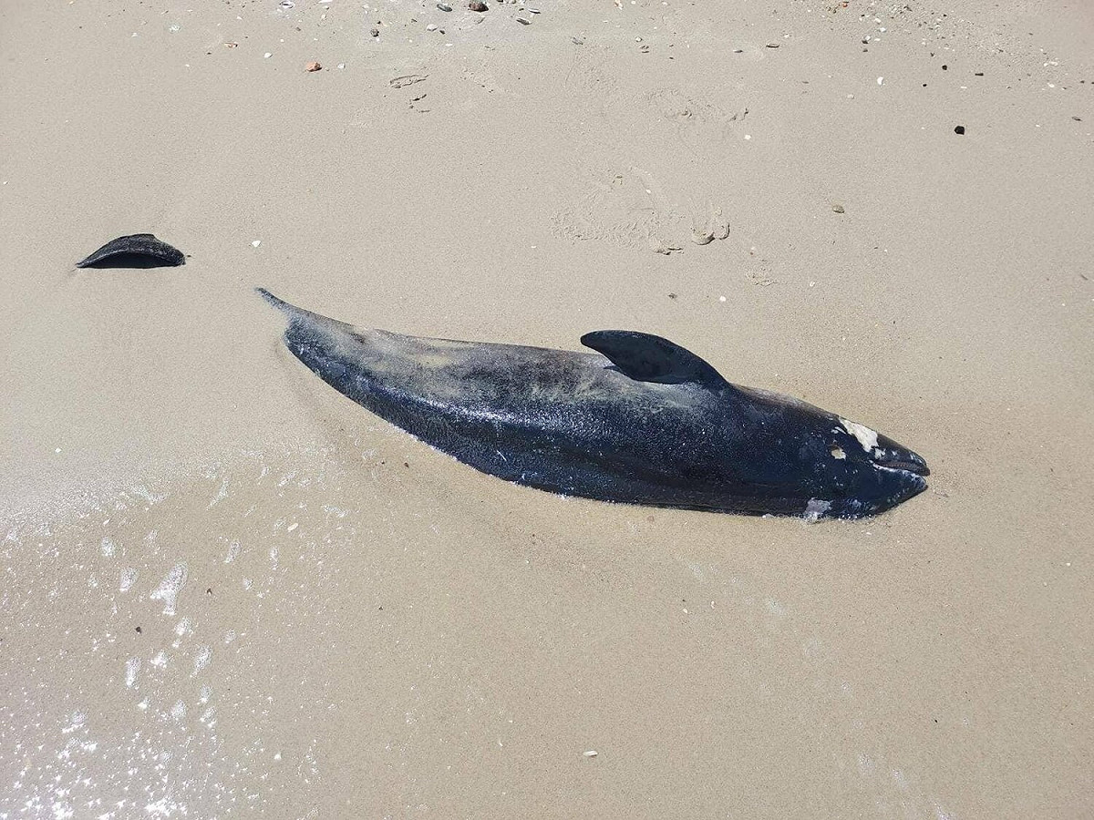 俄羅斯侵略烏克蘭逾百日，戰爭不僅造成人類死傷甚至波及野生動物，烏克蘭西南部奧德薩州（Odesa）國家自然公園研究員3日表示，自俄羅斯開戰以來，黑海岸邊已發現數百隻海豚因俄軍聲納影響而擱淺喪命和受傷。 圖：翻攝Ivan Rusev臉書
