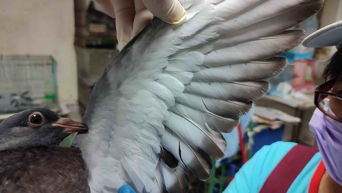 鳥類密緻羽毛下寄生肉眼不易察覺微小約1釐米白色禽蟎。 圖：新北市動保處提供