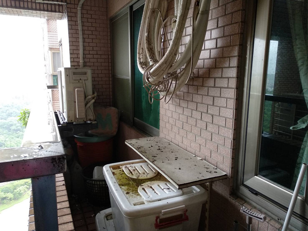 首先要驅離住家周圍駐停禽鳥，清理鳥糞及移除鳥巢解決根本來源。 圖：新北市動保處提供