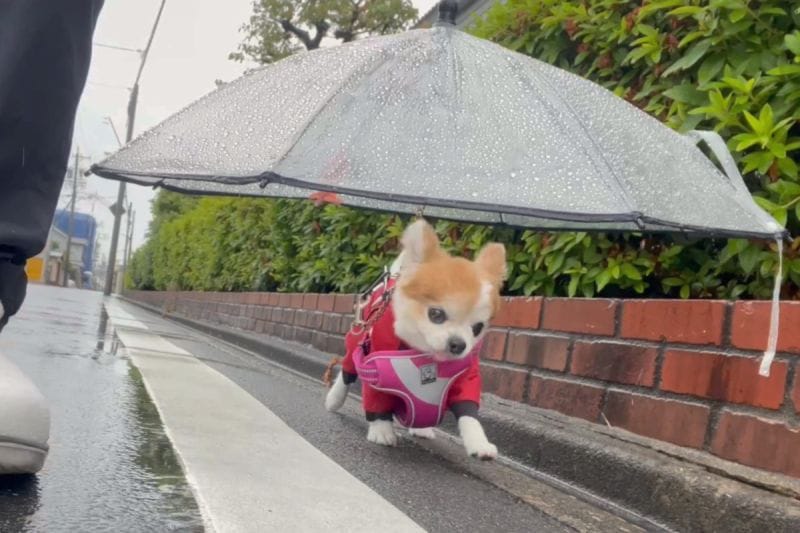 下雨天散步，小吉全副武裝擋雨，飼主嘆：「常常被路人笑」。 圖／Twitter：choppi333