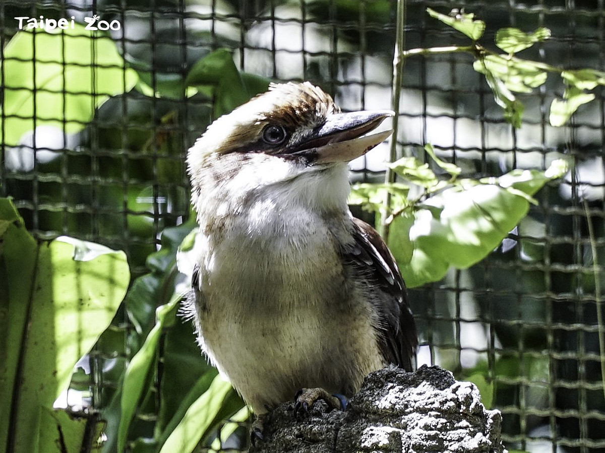 台北市立動物園去年首次繁殖成功笑翠鳥。 圖：台北市立動物園/提供