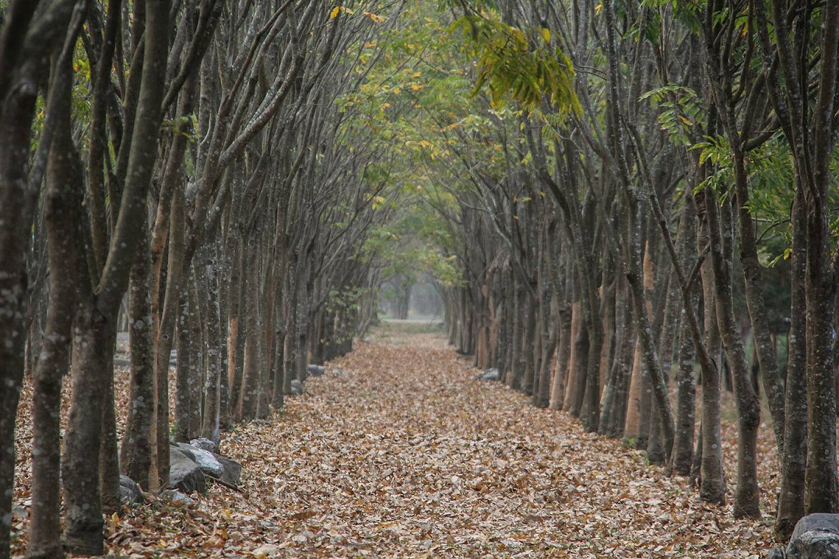 林後四林平地森林園區自109年起就全區域開放寵物進入。 圖：農委會林務局／提供