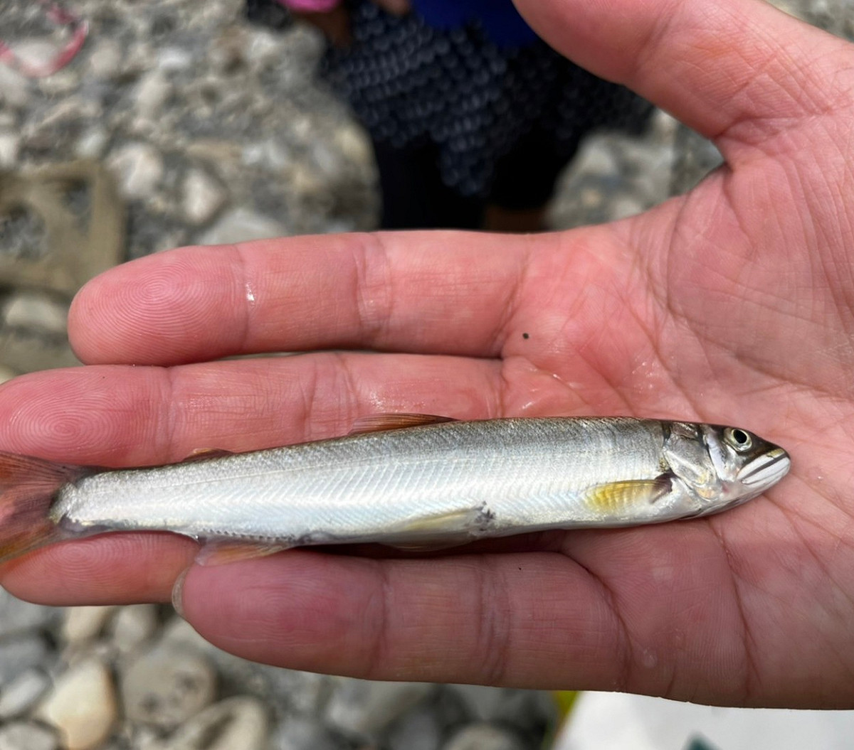 水利局委託生態團隊發現指標物種香魚。 圖：新北市水利局提供