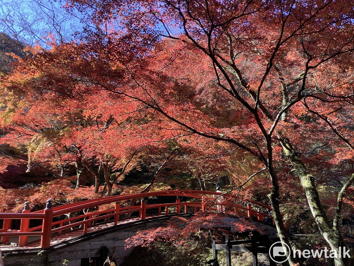 許多台灣朋友覺得看不到櫻花，至少今年要看到日本紅葉，圖為伊香保溫泉的紅葉。