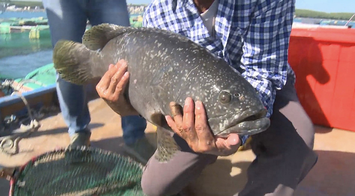 中國日前再度片面以在台灣石斑魚中檢驗出孔雀石綠、結晶紫禁用藥物為由，暫停輸入我國石斑魚。