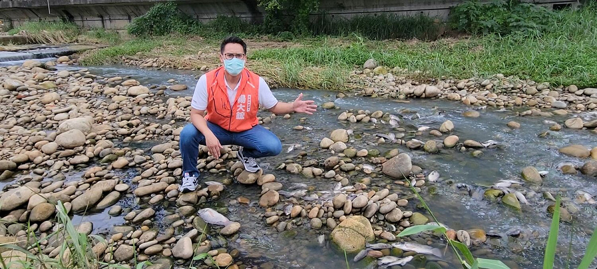 台中市東大溪再度發生魚群暴斃。 楊正中/提供