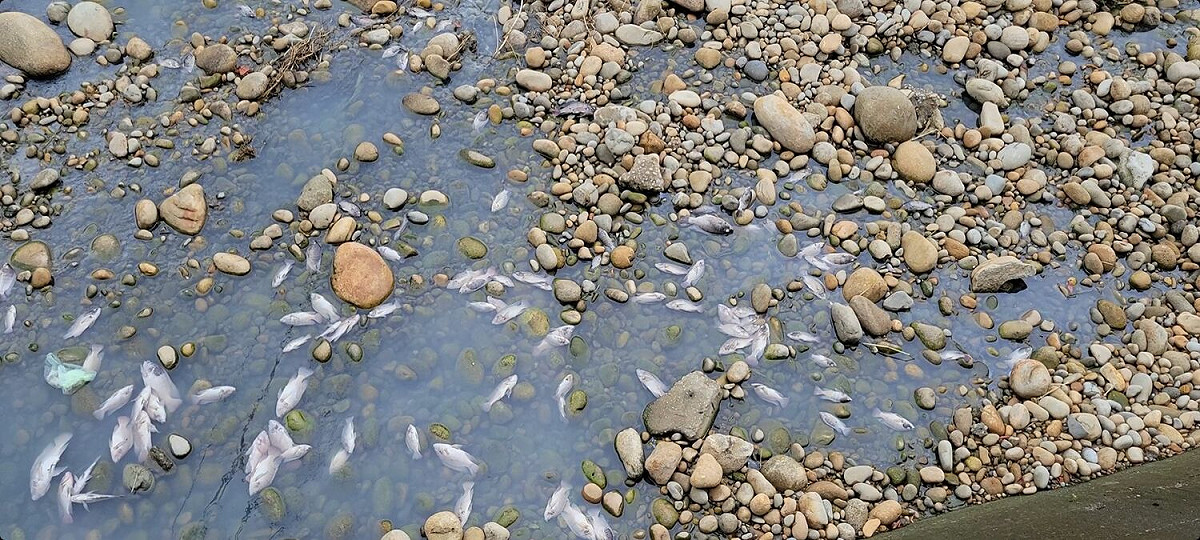 台中市東大溪再度發生魚群暴斃。 楊正中/提供