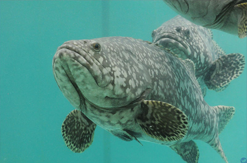 龍膽石斑。 圖：截自海大「水生動物實驗中心」