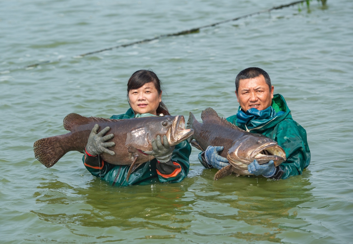 「饗魚樂」經營者陳建志(右)與潘瓊惠(左)夫婦指出，自己夫妻返鄉協助長輩推動龍膽石斑產業升級與數位轉型，十年來至少斥資上千萬元，追求卓越的品質，以恪遵國內外法規標準為榮！ 圖：「饗魚樂」提供