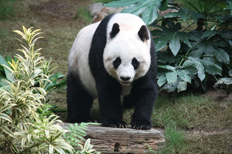 國際自然保護聯盟（IUCN）表示，經過數十年的努力，大熊貓從瀕危物種改列易危物種。 圖：翻攝維基百科