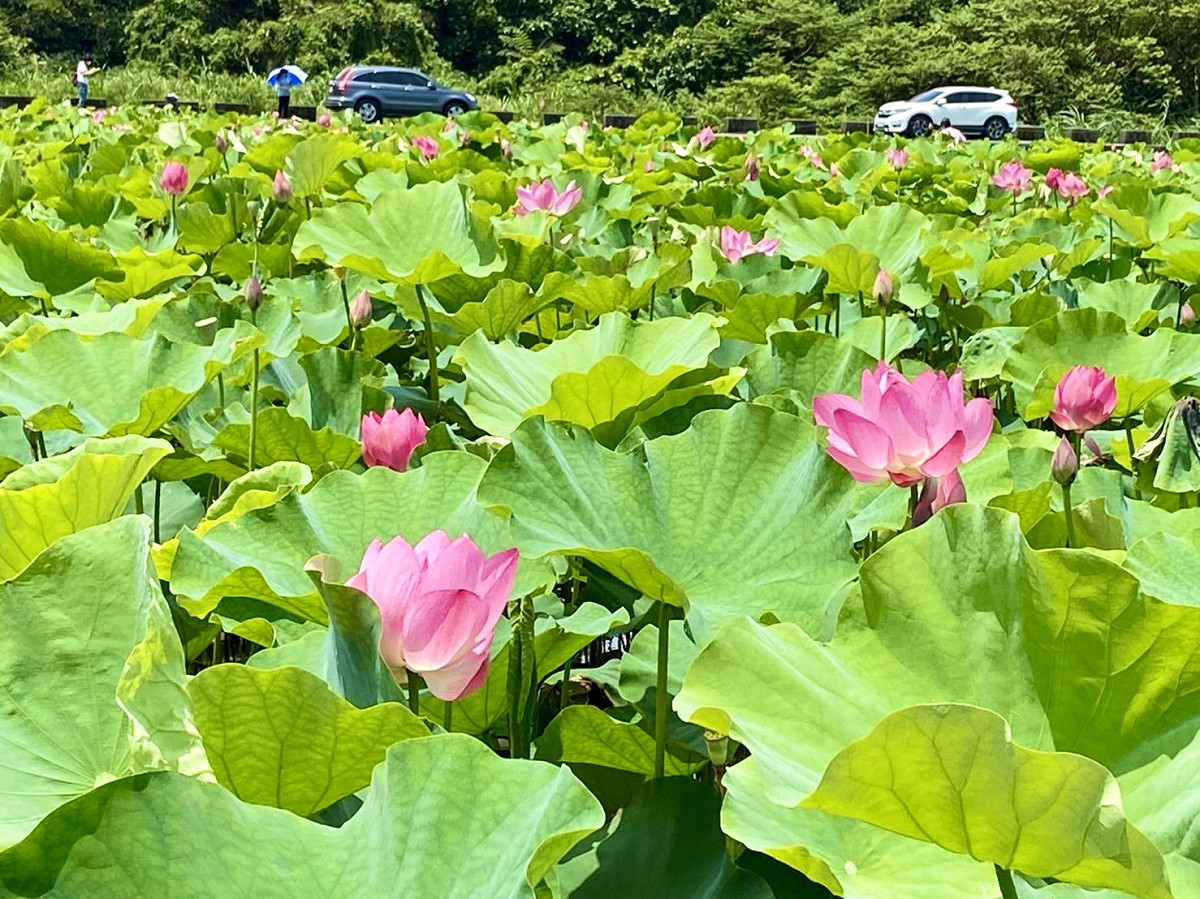 淡水屯山里荷花田也在這波熱浪中綻放。