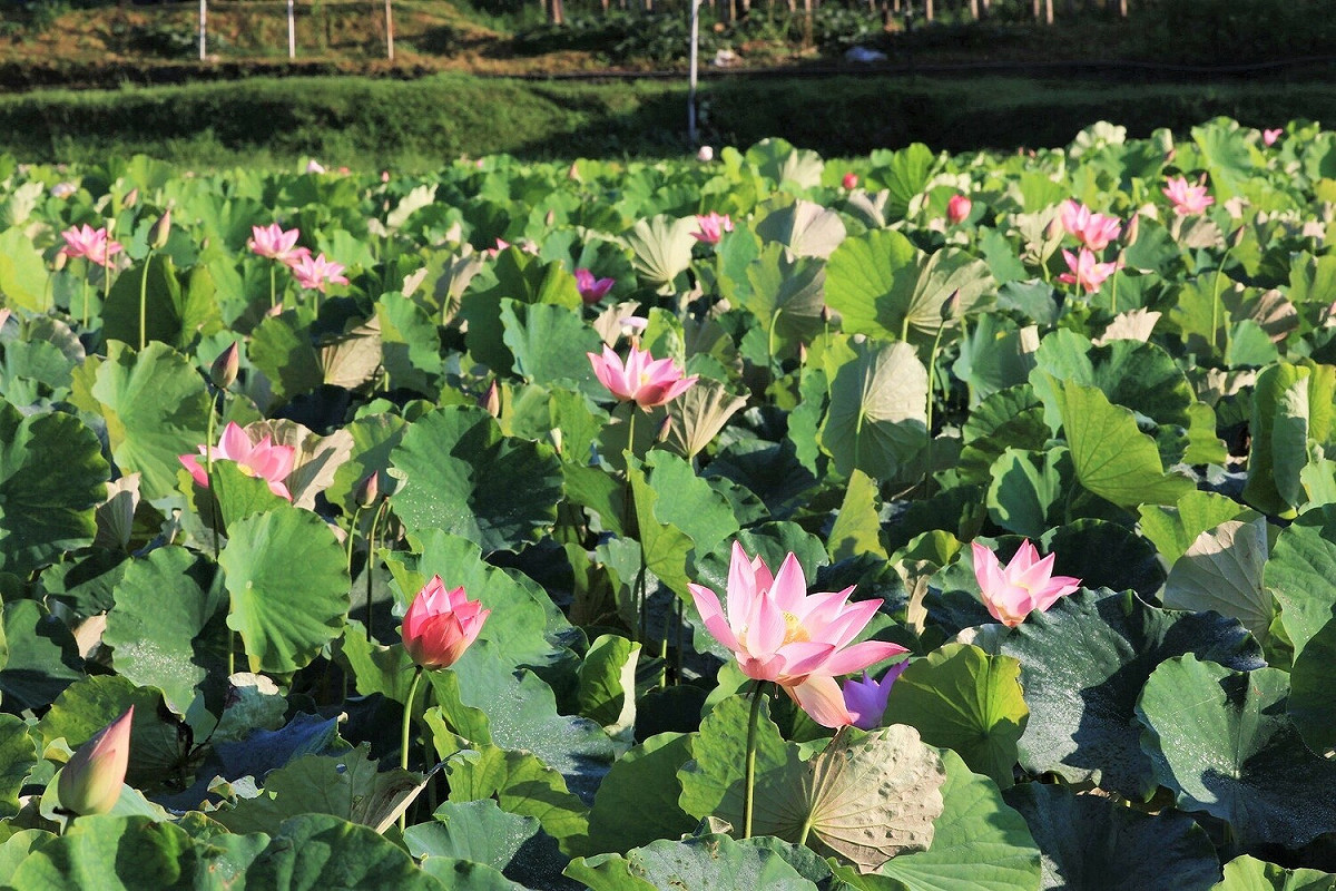 佔地7公頃的雙溪區荷花田預計在6月底至7月初最美。