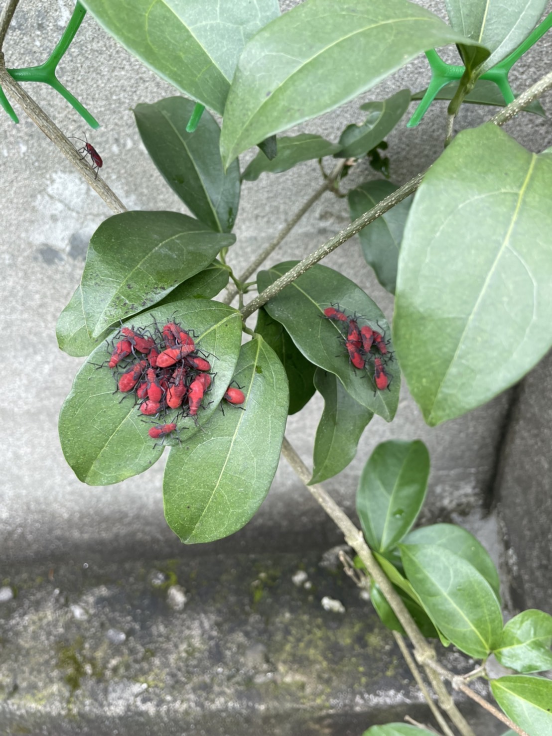紅姬緣椿象在春、秋兩季常於草叢及樹叢出沒。 圖：新北市景觀處提供