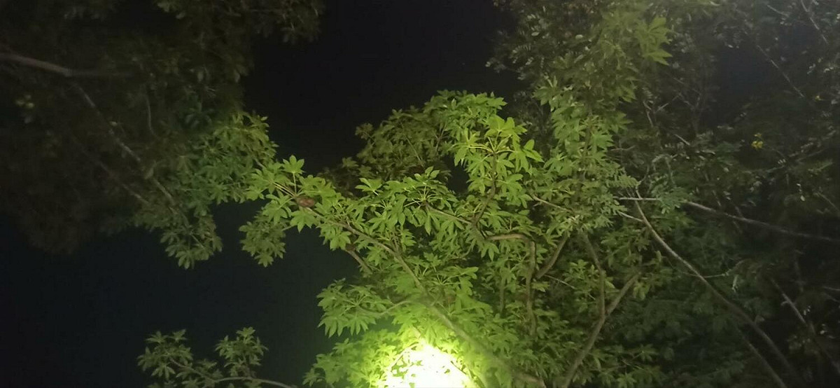 掌葉蘋婆 圖:高雄市環保局