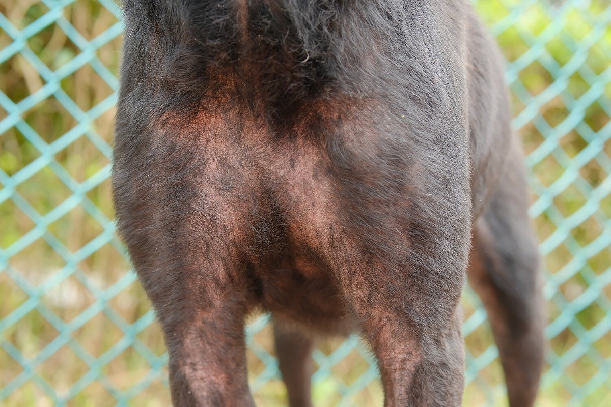 飼主如發現毛寶貝身體出現異常症狀，要盡早帶去附近動物醫院就醫。 圖：新北市動保處提供
