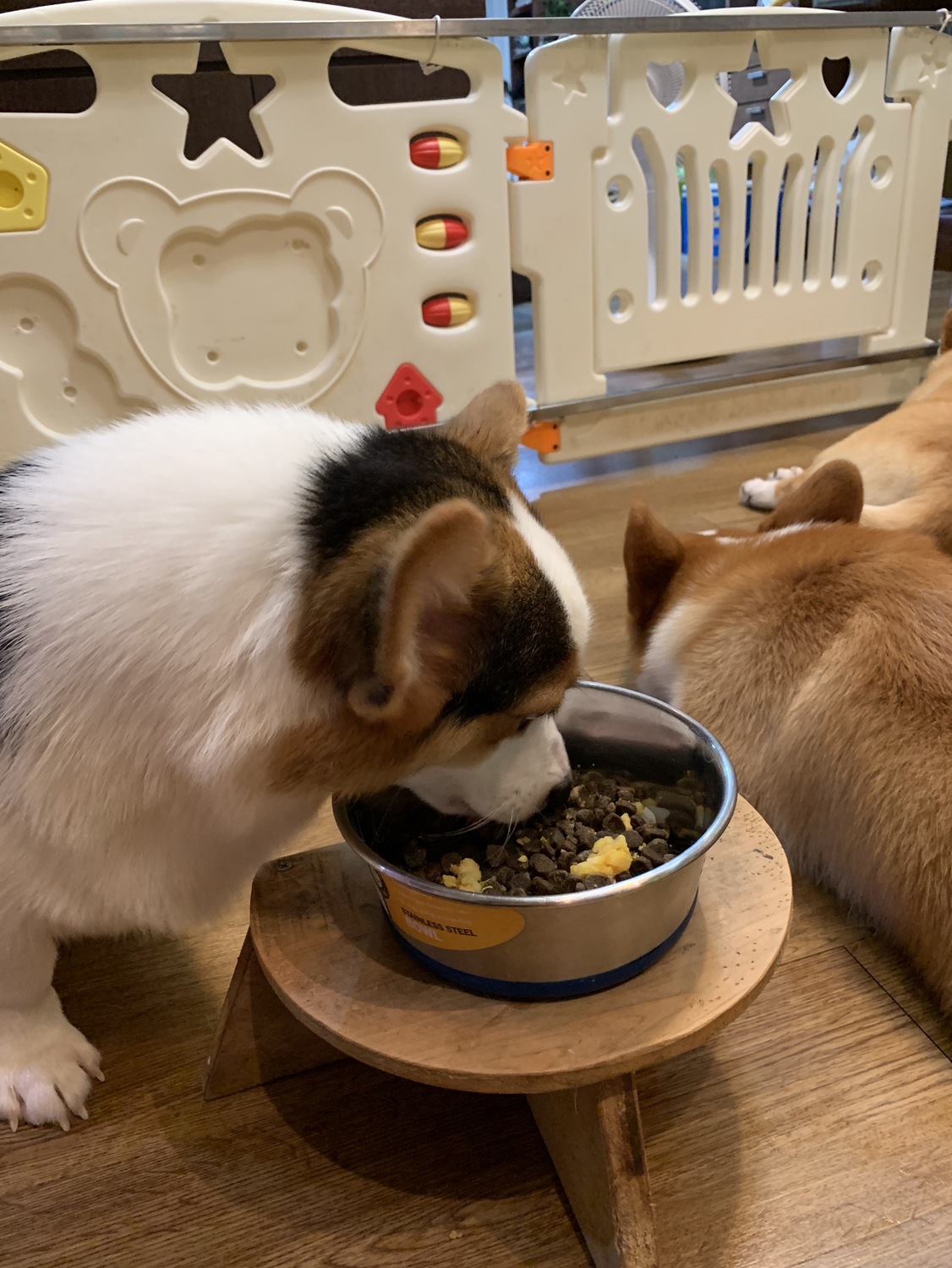 如果食物沒有馬上吃完要盡早處理掉，以免食物受潮變質，毛寶貝吃下而拉肚子。 圖：新北市動保處提供