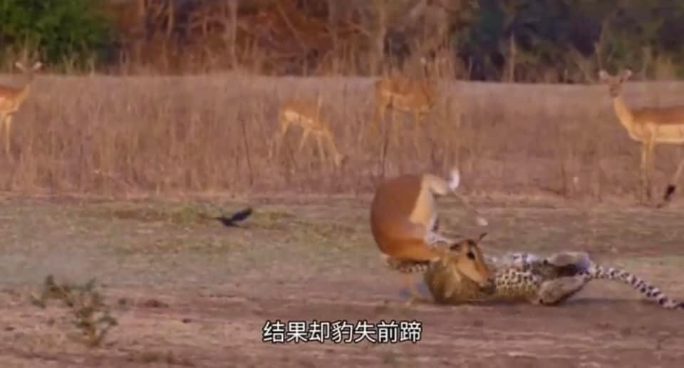 謝長廷以花豹與羚羊舉例，說明戰爭沒有勝利者，發動戰爭之前應該為人民及長遠發展而細思，別做出損人不利己的事。 圖：翻攝自謝長廷臉書