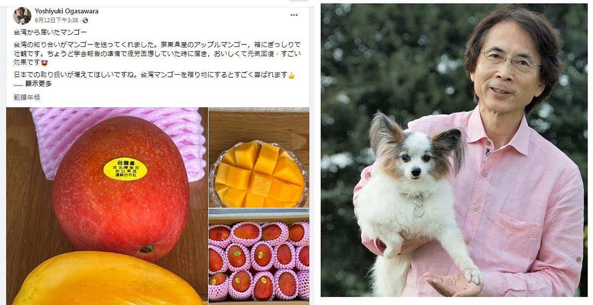 日本學者小笠原欣幸在臉書表示，一吃台灣芒果後覺得身體和精神都回復了，連續2星期都享用台灣的美味，實在太有口福。 圖：翻攝自小笠原欣幸臉書/新頭殼合成