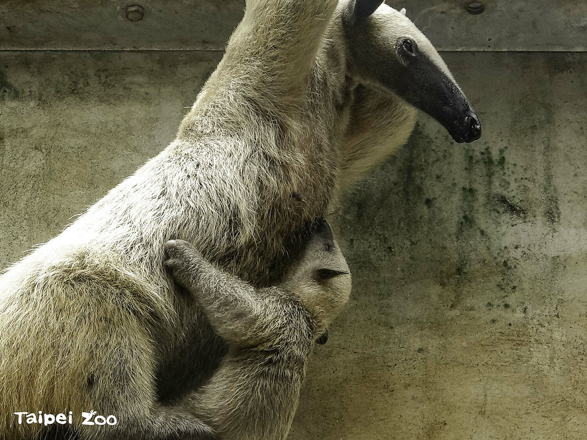 「紅包」正在喝奶。 圖：台北市立動物園/提供