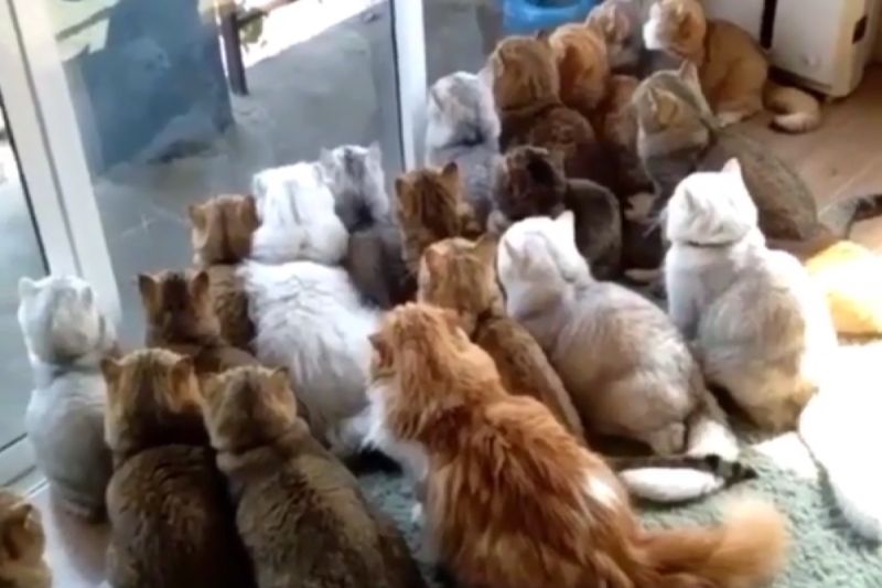 小鳥現身庭園，吸引大約20隻貓在窗前群聚，眼神犀利猛盯。 圖／Instagram：meowmrscat